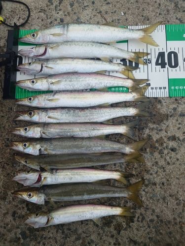 カマスの釣果