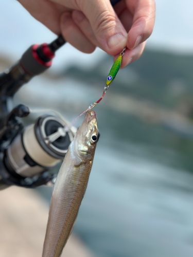キスの釣果
