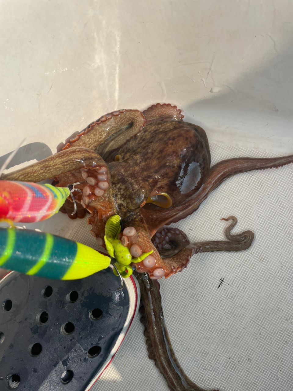タコ