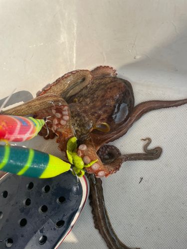 タコの釣果