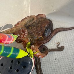 タコ