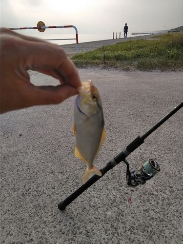 ショゴの釣果