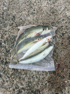 マルアジの釣果