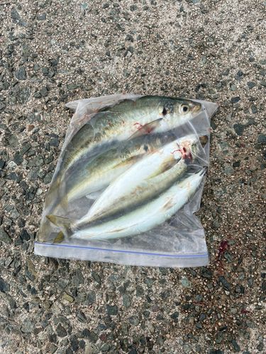 マルアジの釣果