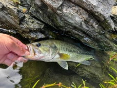 ラージマウスバスの釣果