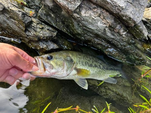 ラージマウスバスの釣果
