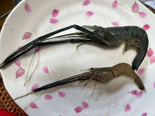 テナガエビの釣果