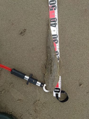コチの釣果