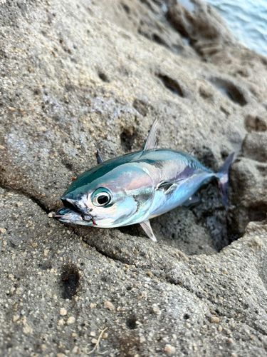 ソウダガツオの釣果