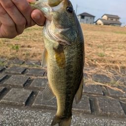 ラージマウスバス