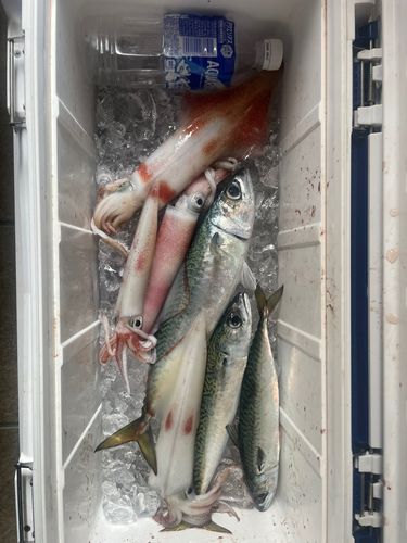 アカイカの釣果