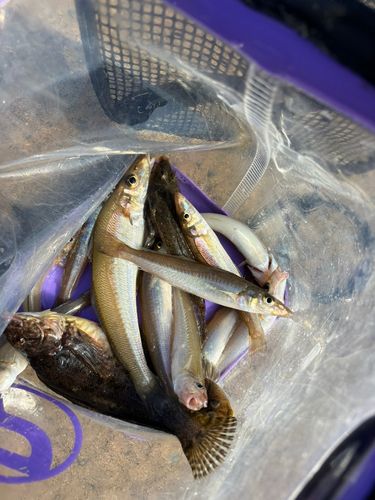 シロギスの釣果