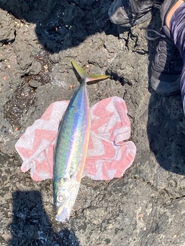 クサヤモロの釣果