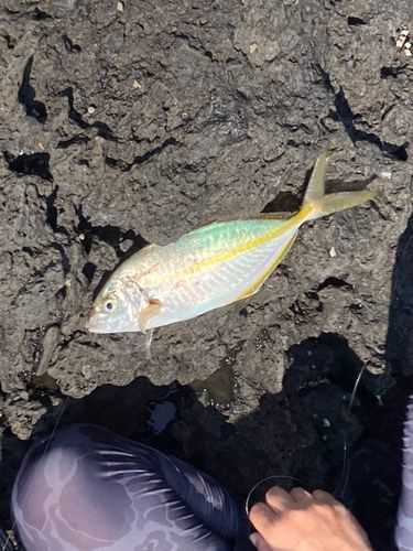 シマアジの釣果