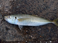 マルアジの釣果