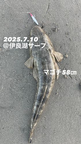 マゴチの釣果