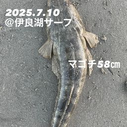 マゴチ