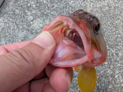 アカハタの釣果