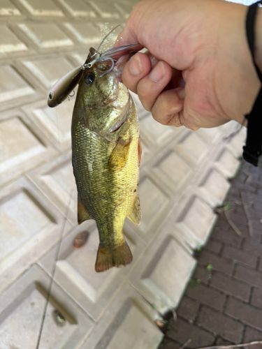 谷養魚場