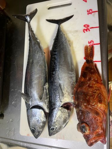 ソウダガツオの釣果