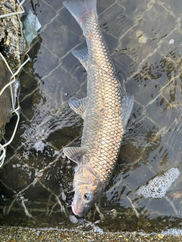 ニゴイの釣果