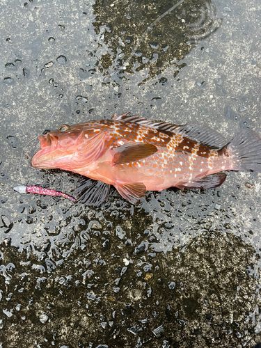 キジハタの釣果