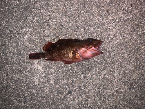 カサゴの釣果