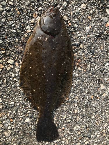 ソゲの釣果