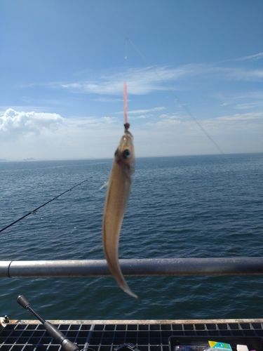 キスの釣果