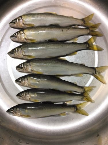 アユの釣果