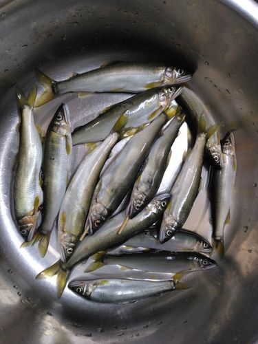 アユの釣果
