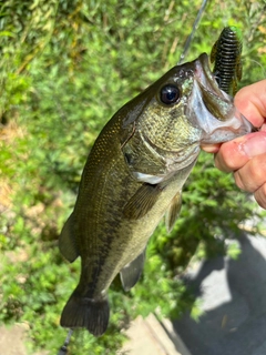 ラージマウスバスの釣果