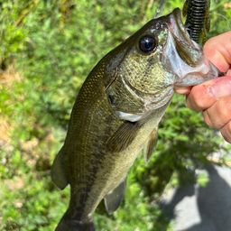 ラージマウスバス