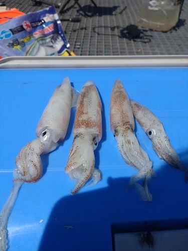 ケンサキイカの釣果