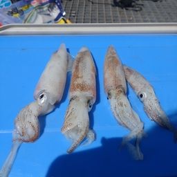 ケンサキイカ