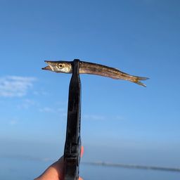 カマス