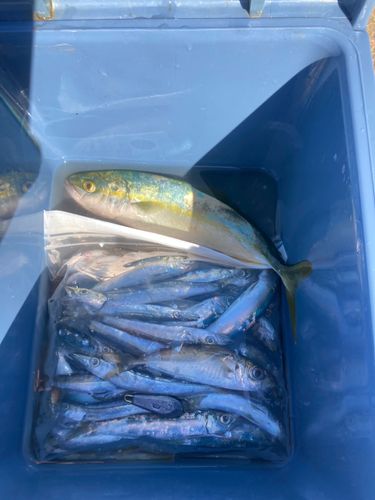 ワカシの釣果