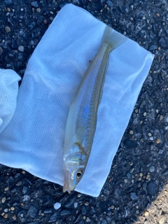 シロギスの釣果