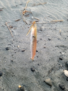 カマスの釣果