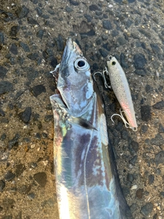 タチウオの釣果