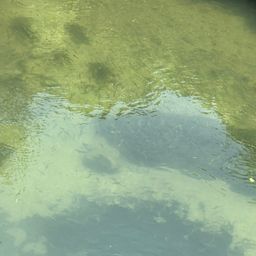 ウグイ
