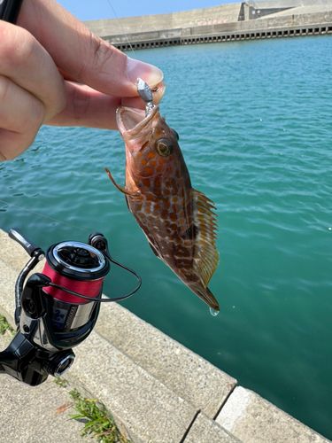 キジハタの釣果