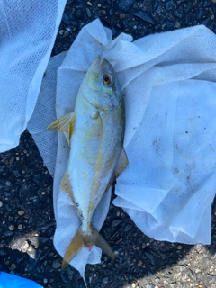 ショゴの釣果