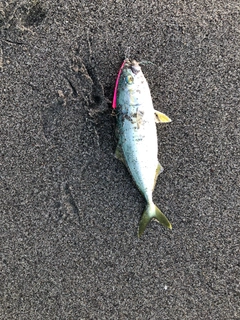ワカシの釣果