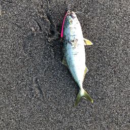 ワカシ