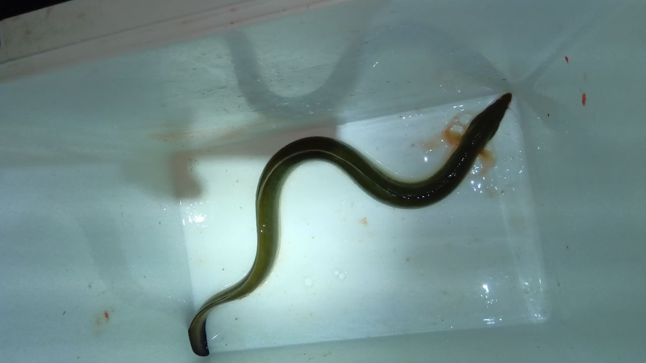 ウナギ