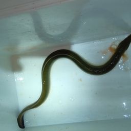 ウナギ