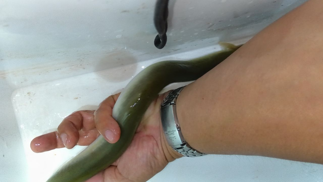 ウナギ