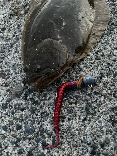 ソゲの釣果
