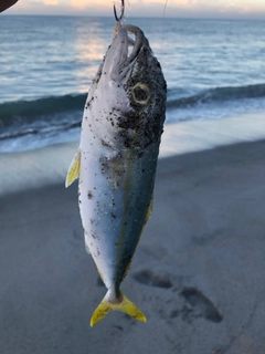 ワカシの釣果
